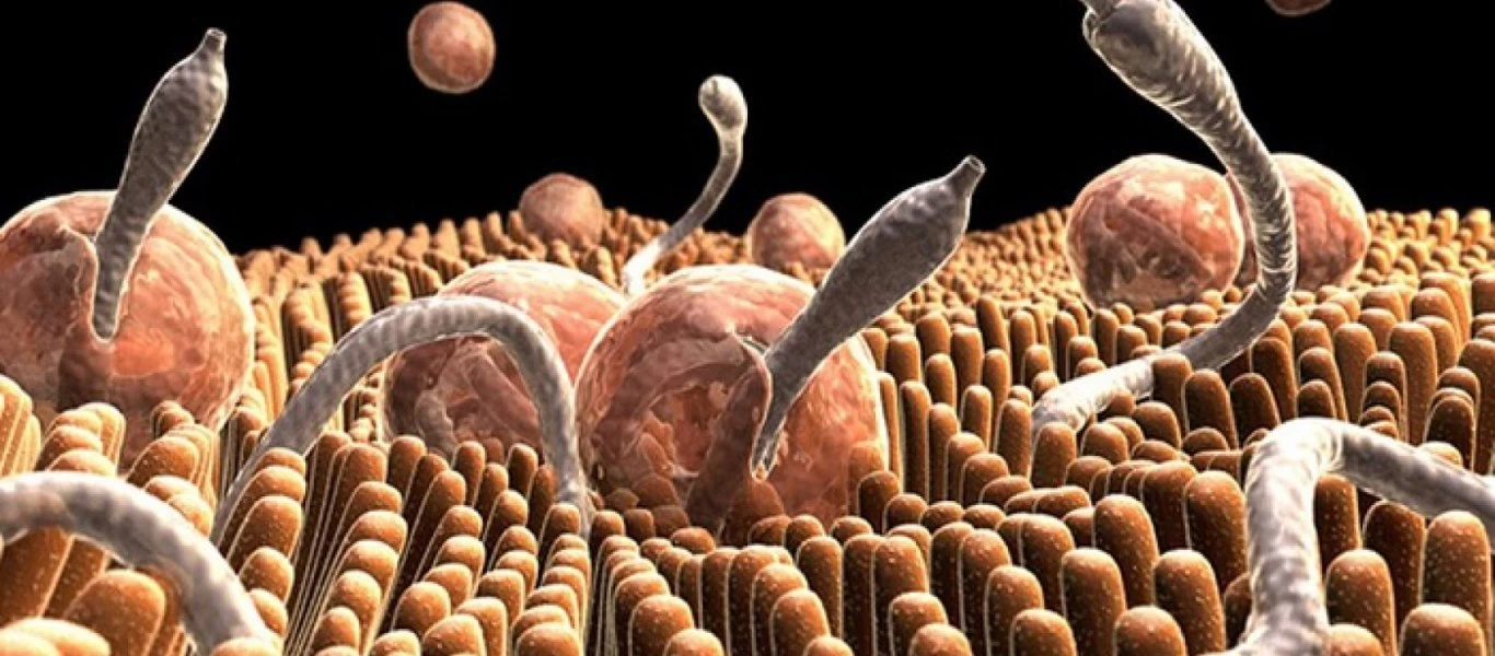 Αυτά είναι τα δύο συστατικά που καθαρίζουν το σώμα από παράσιτα και μειώνουν την εναπόθεση λίπους